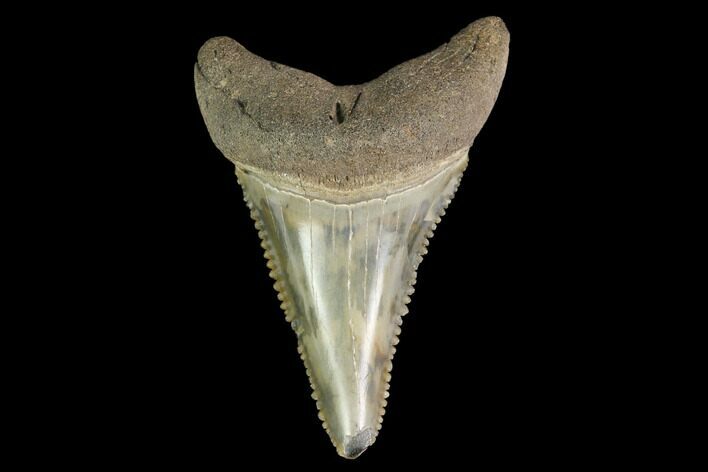 Serrated, Fossil Great White Shark Tooth - South Carolina #142306